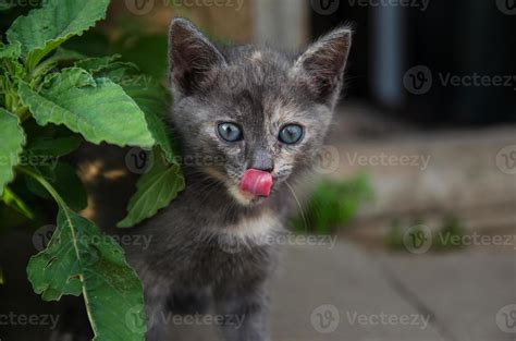  Borrachito el Gato Que Bebía Vino: Opowieść o kotaku z niesamowitą żądzą i jej ukrytym znaczeniu?!