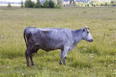  Niebieska Krowa: Cudowny Zwierzak Pełen Mądrości i Tajemniczych Mocy!