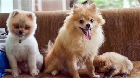 ポメラニアン 飼いやすさとその魅力について