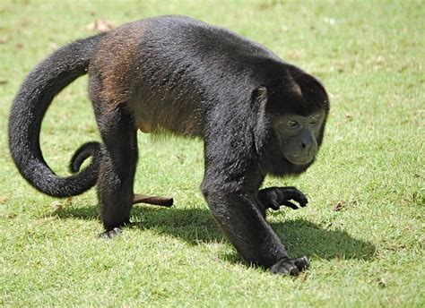  The Howler Monkey's Revenge: A Tale of Defiance Against Unjust Rulers!