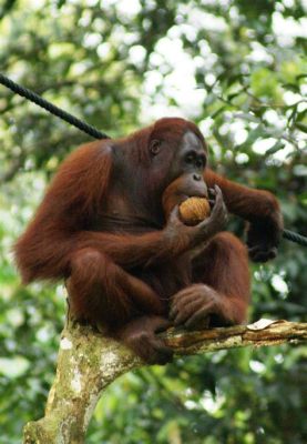  The Visionary Orangutan! A Malaysian Folktale Unveiling Nature's Wisdom and Human Folly