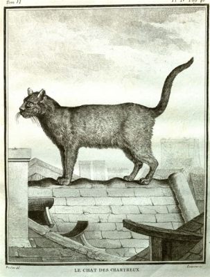  The White Cat - A Purr-fectly Strange Tale from 18th Century France!