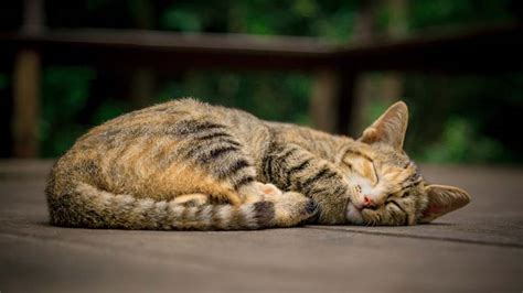 テーブルコーディネート 日常 - なぜ猫はテーブルの上で昼寝をするのか？